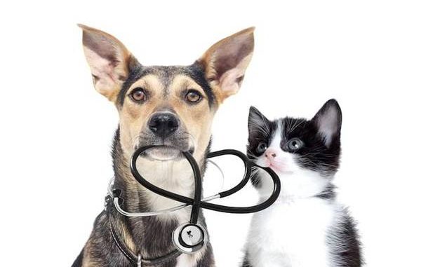 Quid de l’assurance santé animale