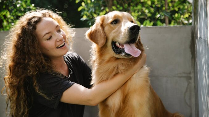 Golden Retriever Compagnon Idéal