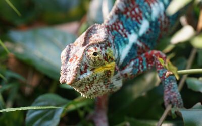 Camouflage des animaux