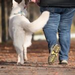 Promener votre chien