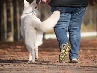 Promener votre chien