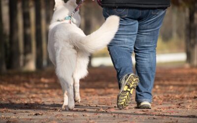 Promener votre chien