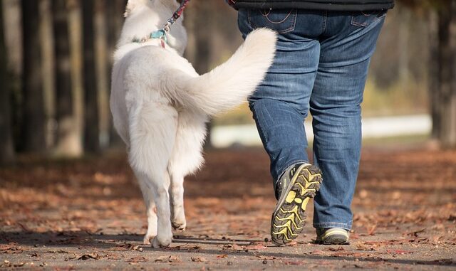 Promener votre chien